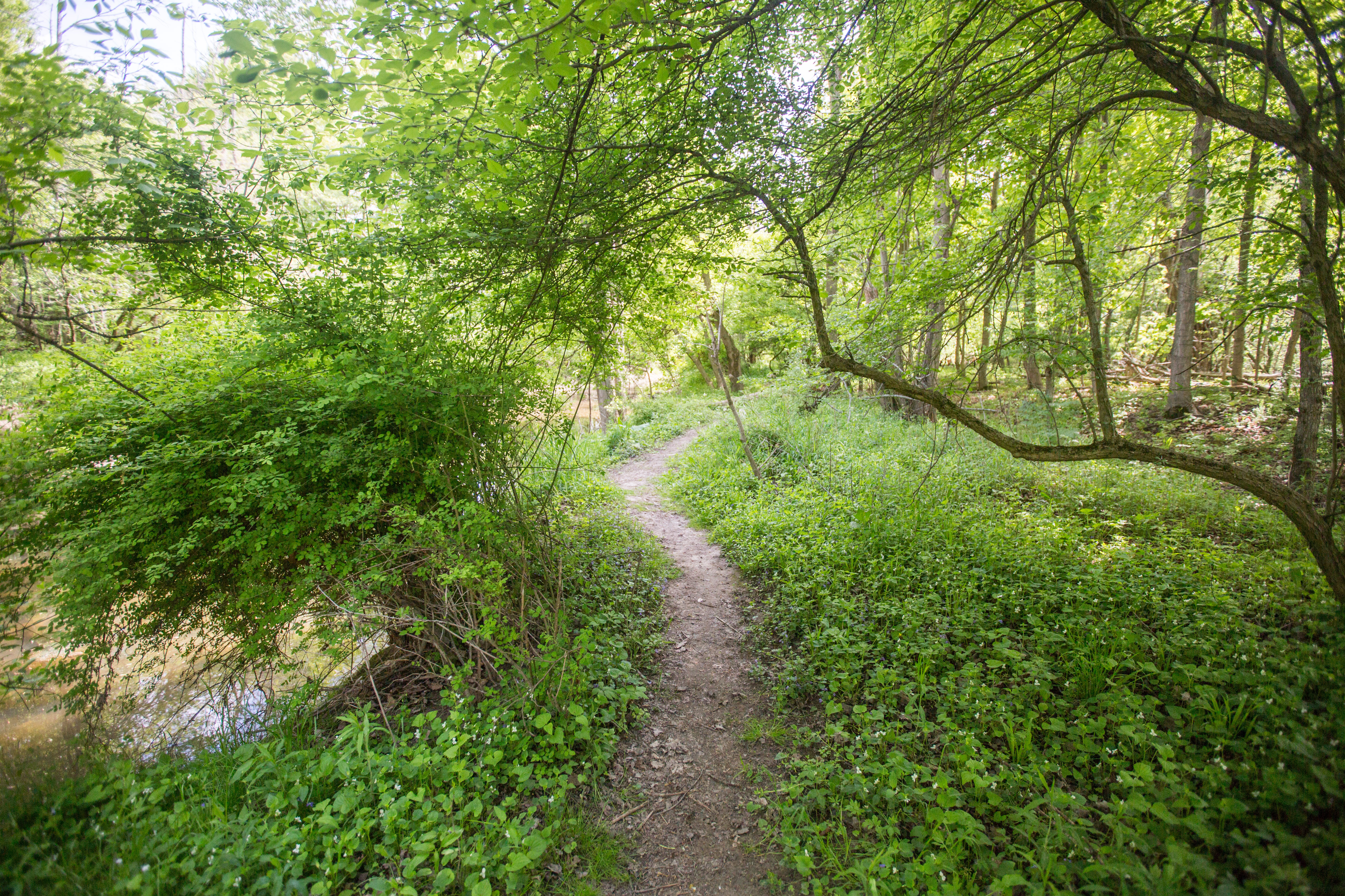 Hawthorn0479